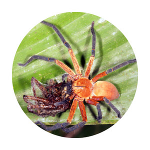 image of a crab spider feeding on another spider