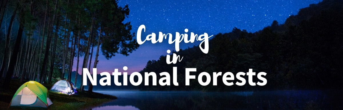 Camping in National Forest featured photo