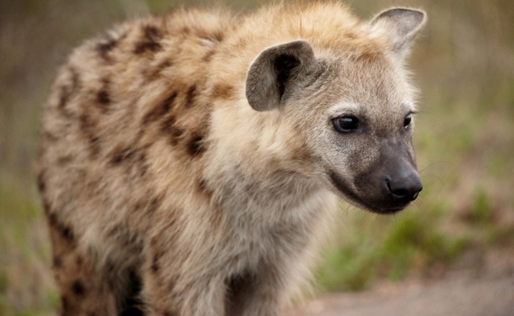 close up image of a spotted hyena with a bite force of 1,100