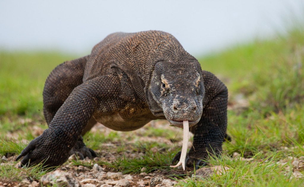komodo dragon is also one of the animals with strongest bite force