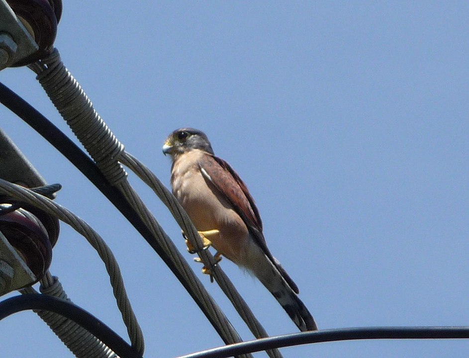 Seychelles kestrel or falco areaus perched on a copper wire
