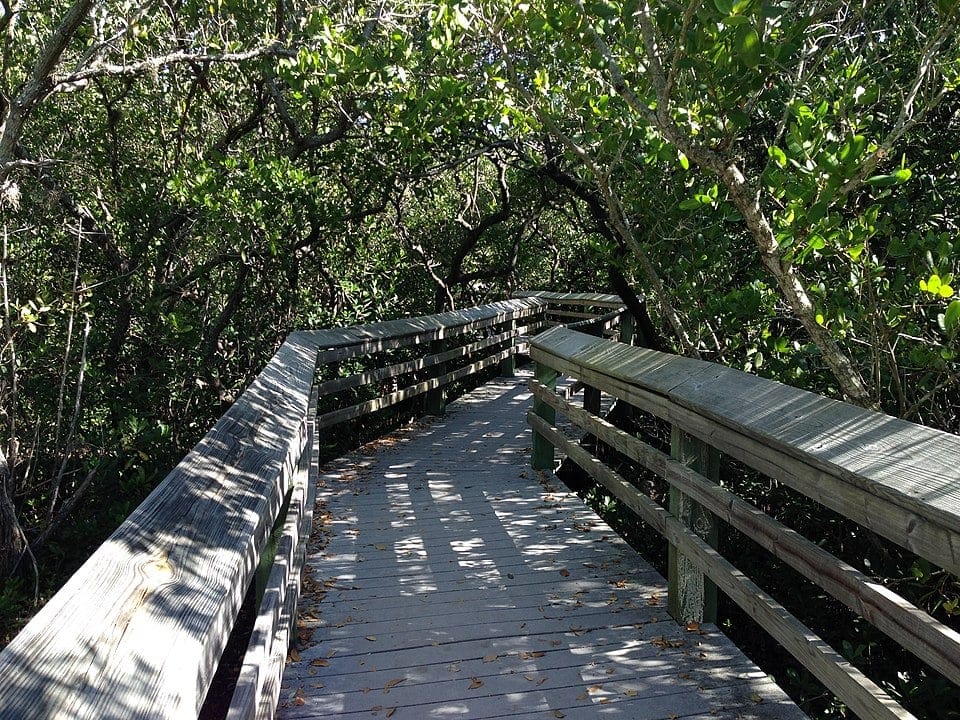 A boardwalk on a trail through mangroves in De Soto National Memorial.