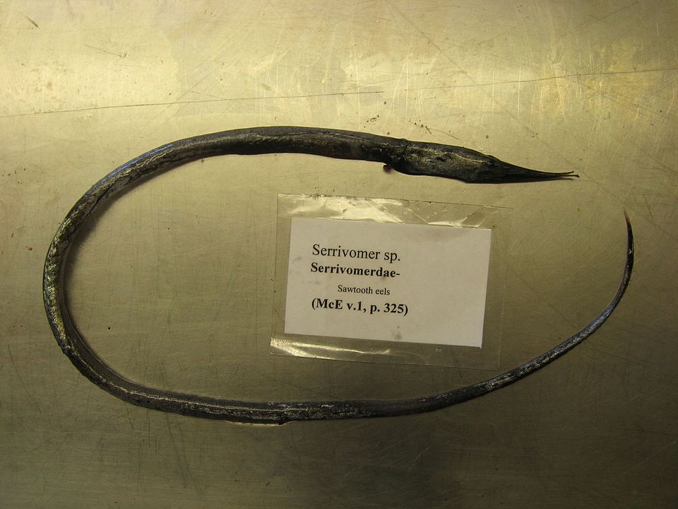 An example of sawtooth eel 