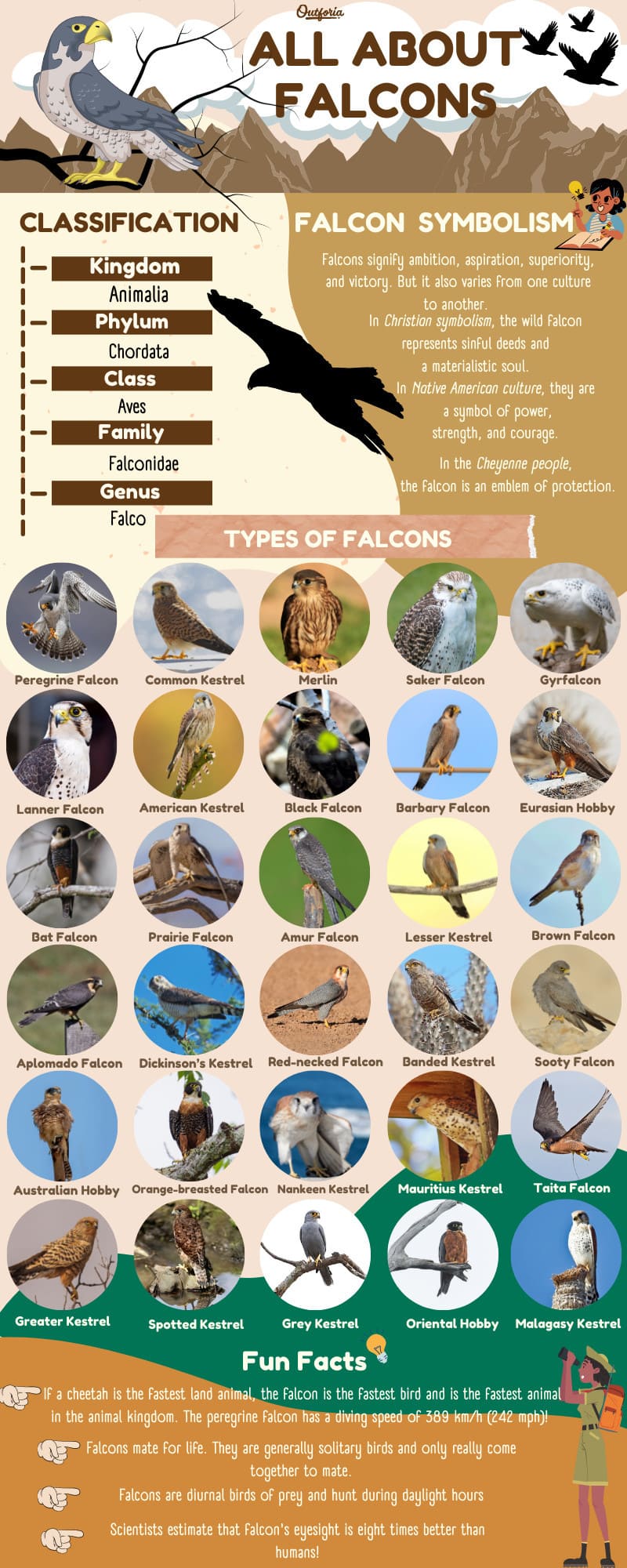 Types of falcons chart and infographic about all the different species, symbolism and more