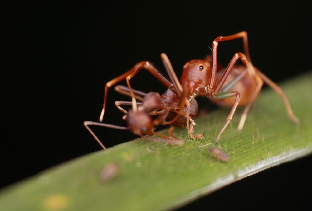 close up macro shot image of a ant mimicking spider on a leaf