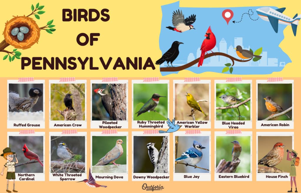 birds of Pennsylvania Infographics