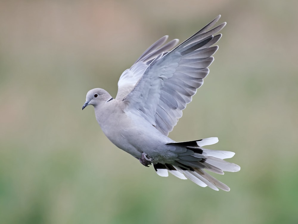Eurasian Collared-Dove (Streptopelia decaocto) of Colorado