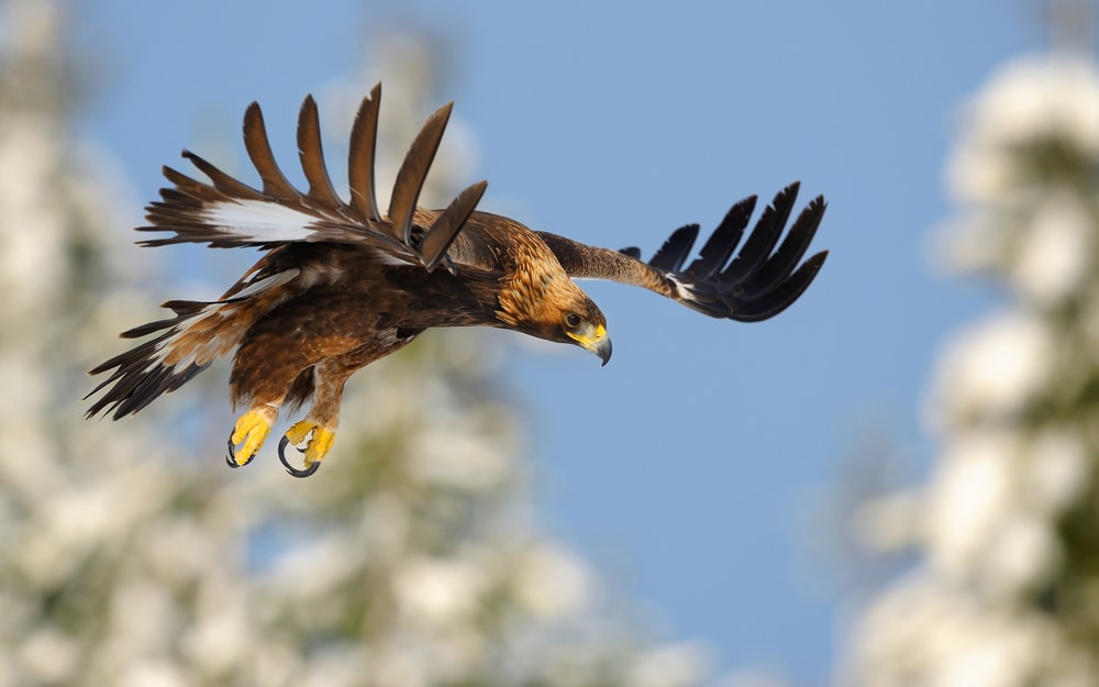 Golden Eagle (Aquila chrysaetos) of Colorado