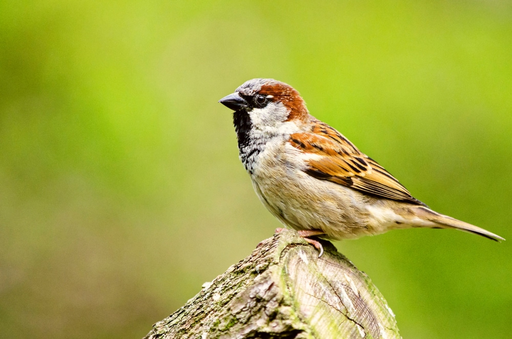 House Sparrow (Passer domesticus) of Colorado