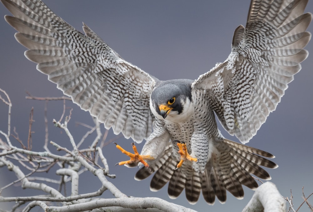 Peregrine Falcon (Falco peregrinus) of Colorado