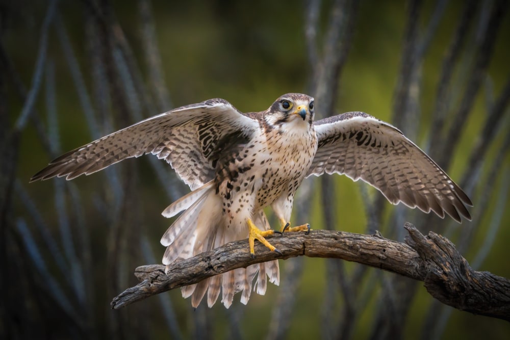 Prairie Falcon (Falco mexicanus) of Colorado