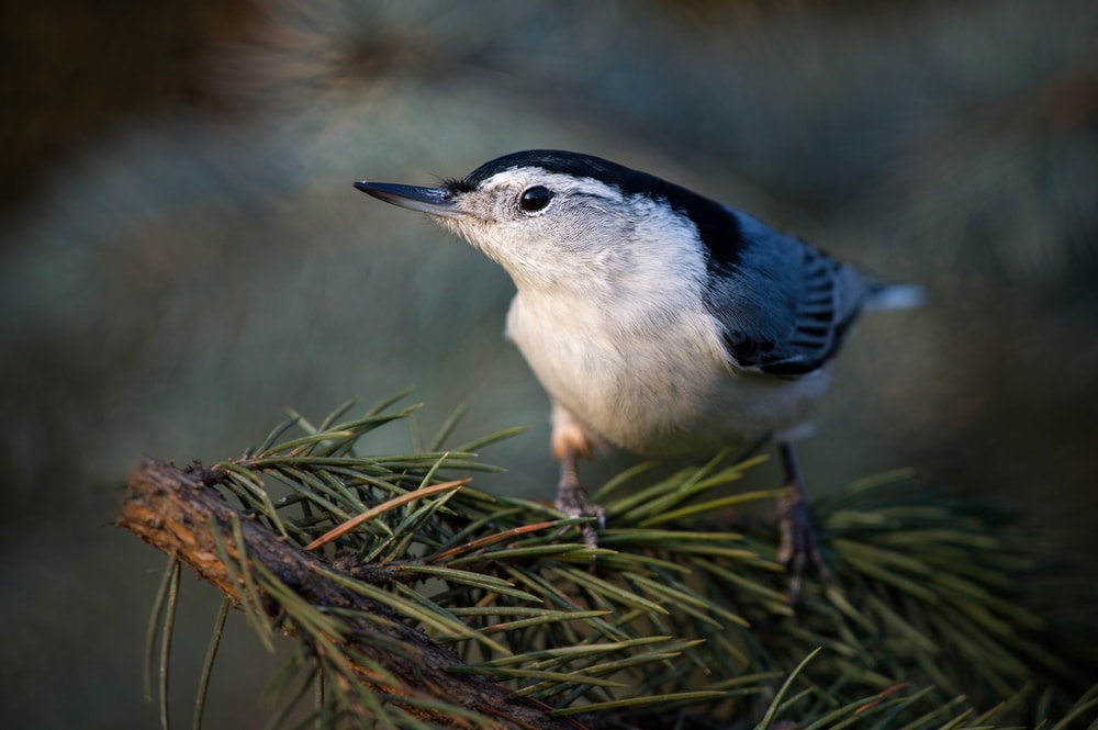 White-Breasted Nuthatch (Sitta carolinensis) of Colorado