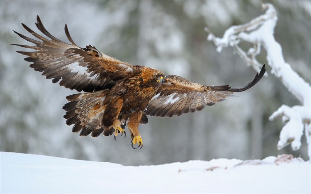 The Golden Eagle, the largest bird in Colorado