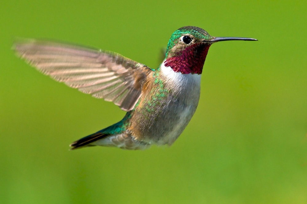 Broad-Tailed Hummingbird, one of the smallest bird in Colorado