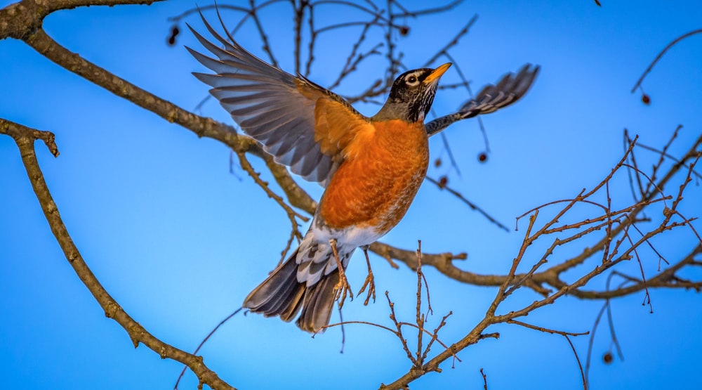 The American Robin, the most common bird in Colorado