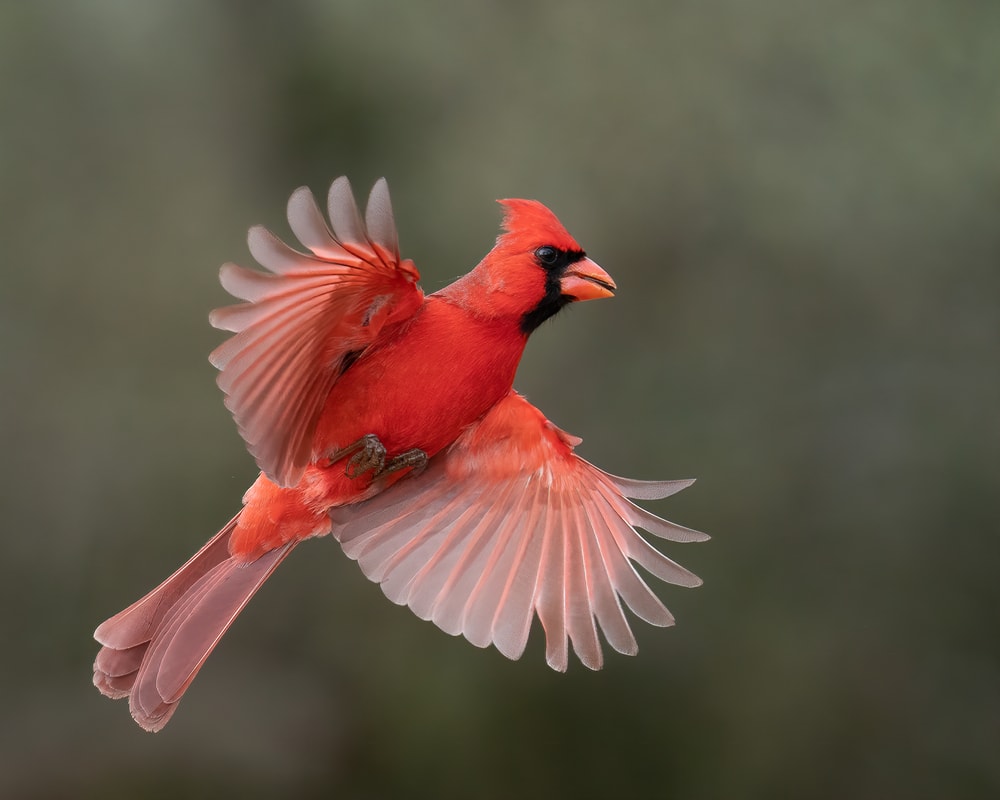 Cardinals, rare birds in Colorado