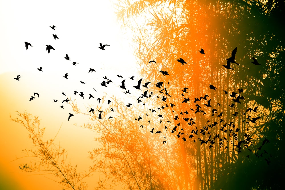 Silhouette of birds flying through sunset