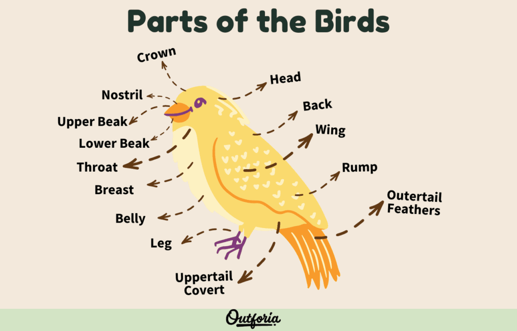 Parts of a bird chart