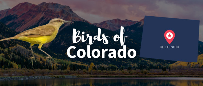 Birds of colorado featured photo