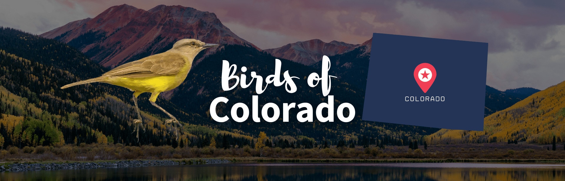 36+ Birds of Colorado: Guide with Names and Photos