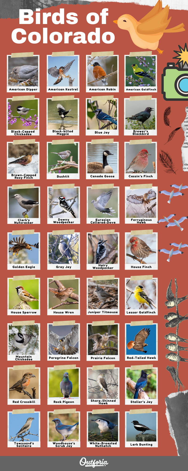List of Birds of colorado chart