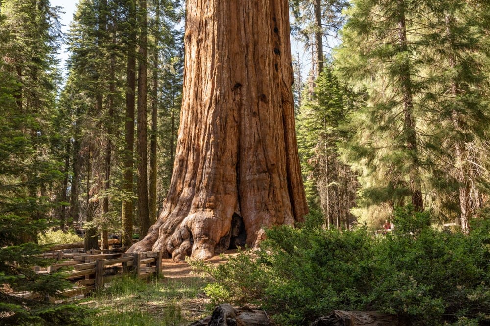 Giant trees in sequoia national forest