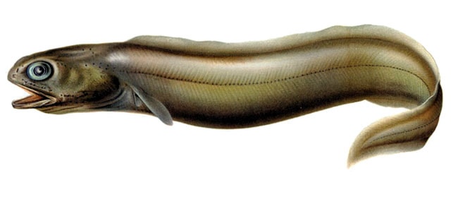 illustration of Indo pacific short tail conger in white background