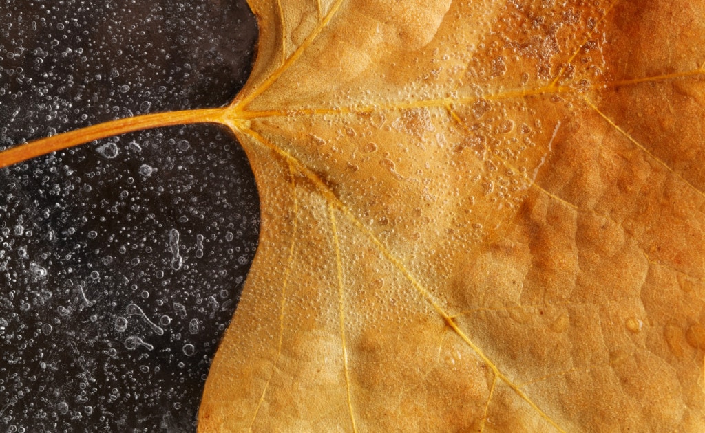 Close up shot of the base of a dried leaf