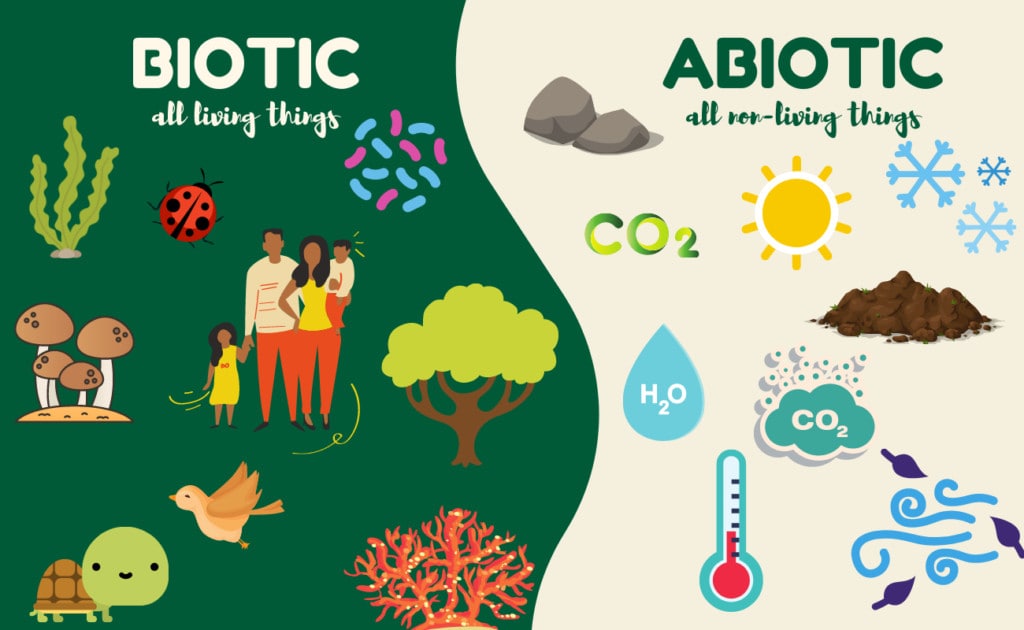 examples of abiotic and biotic components