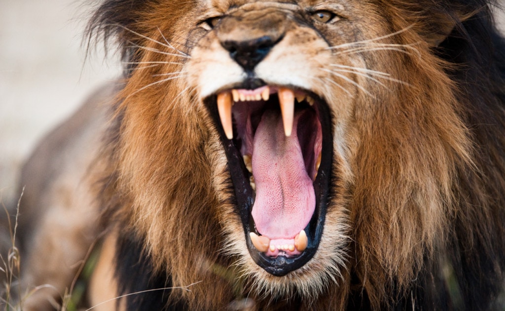close up shot of a lion roaring and showing teeth
