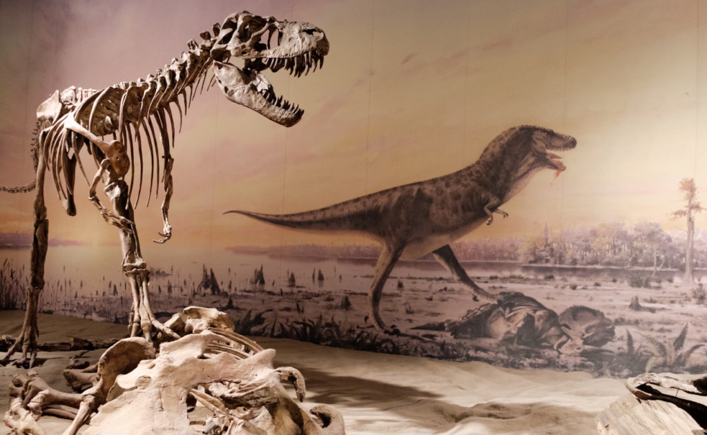 image of a fossil of  a T-rex on a musuem