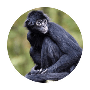 image of a sitting spider monkey