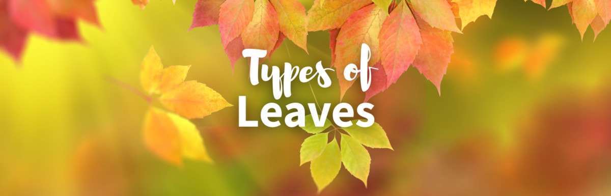 Types of leaves featured photo