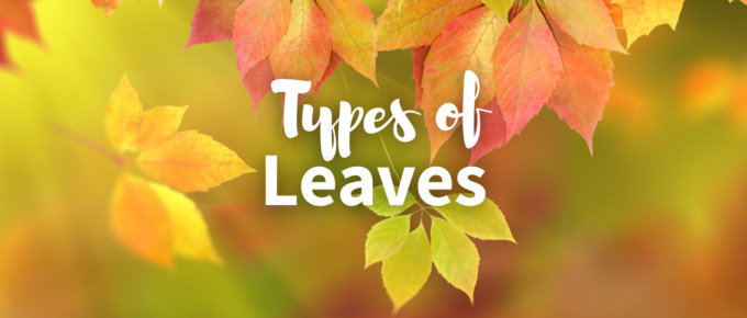 Types of leaves featured photo