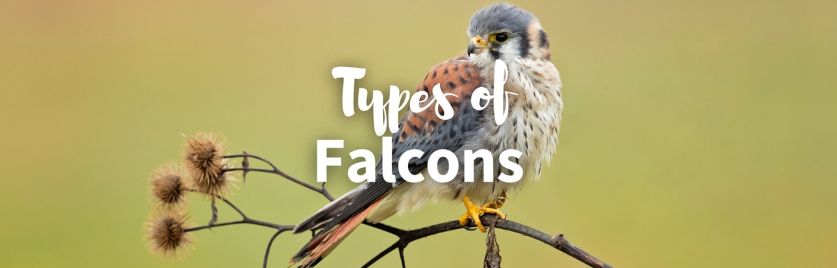 types of falcons featured photo