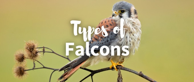 types of falcons featured photo