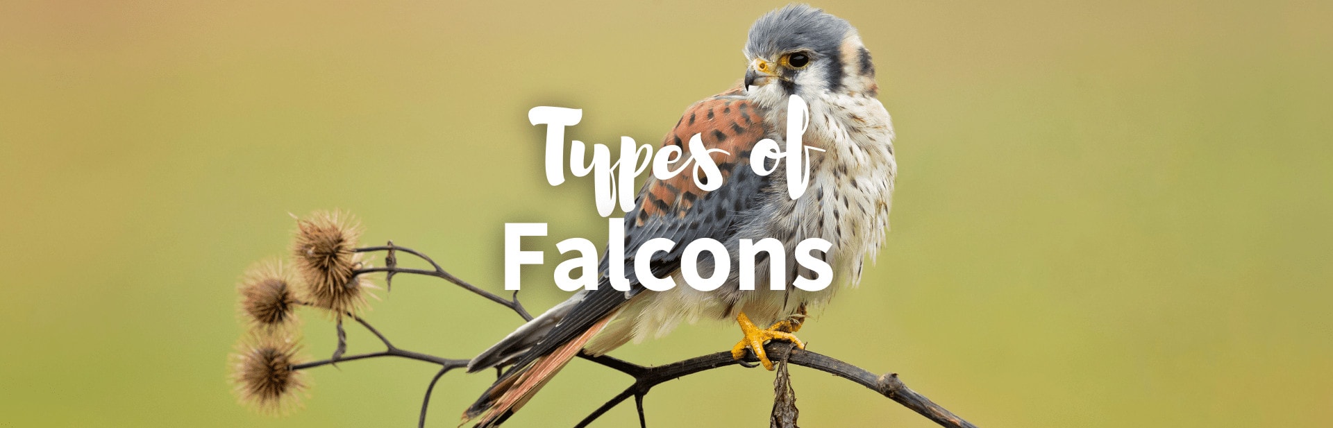 25+ Striking Types of Falcons Birds Species (Names, Picture, Traits, & More)