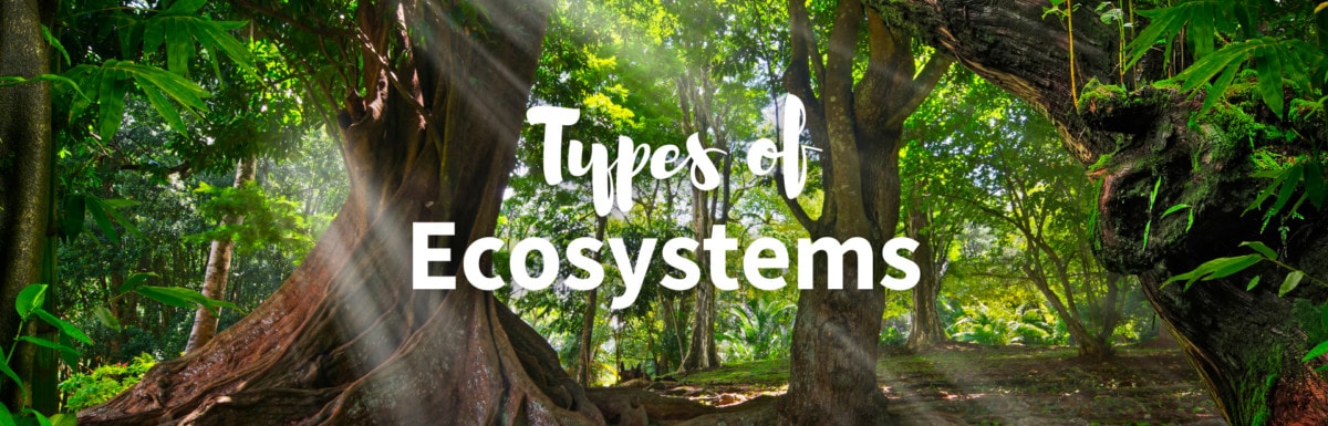 Types of ecosystems featured photo
