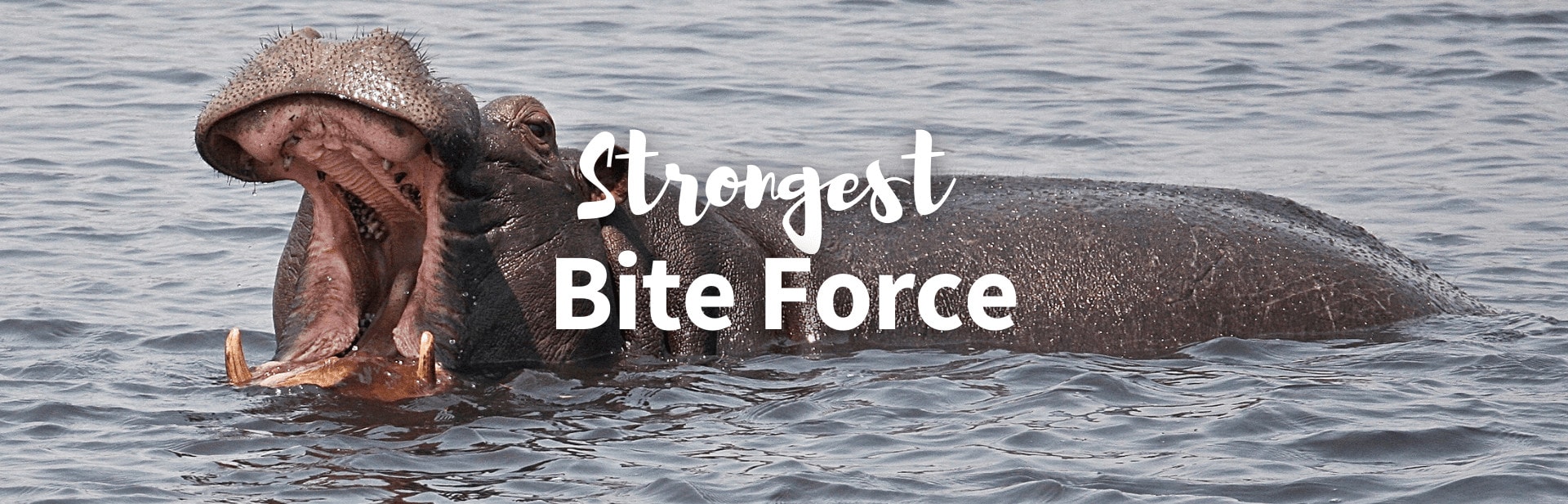 16+ Strongest Bite Force in the Animal Kingdom