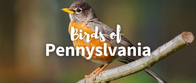 birds of Pennsylvania featured photo