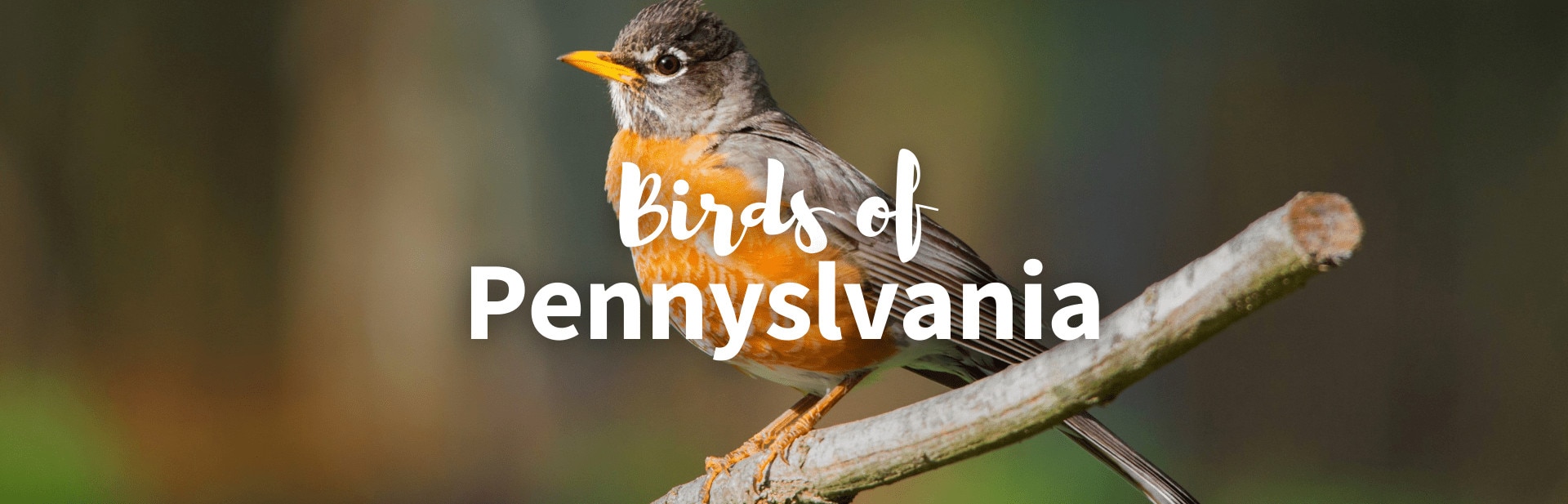 14 Amazing Birds Of Pennsylvania: Pictures and ID Guide with Facts