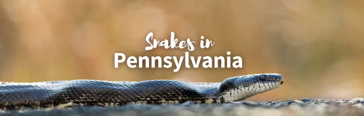 snakes in Pennsylvania featured photo