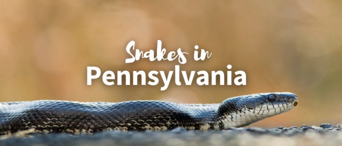 snakes in Pennsylvania featured photo