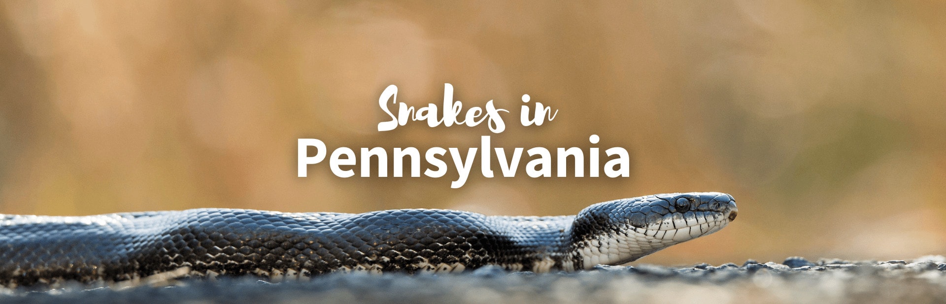 13 Snakes in PA : Nonvenomous to Venomous  (With Pictures and Facts)