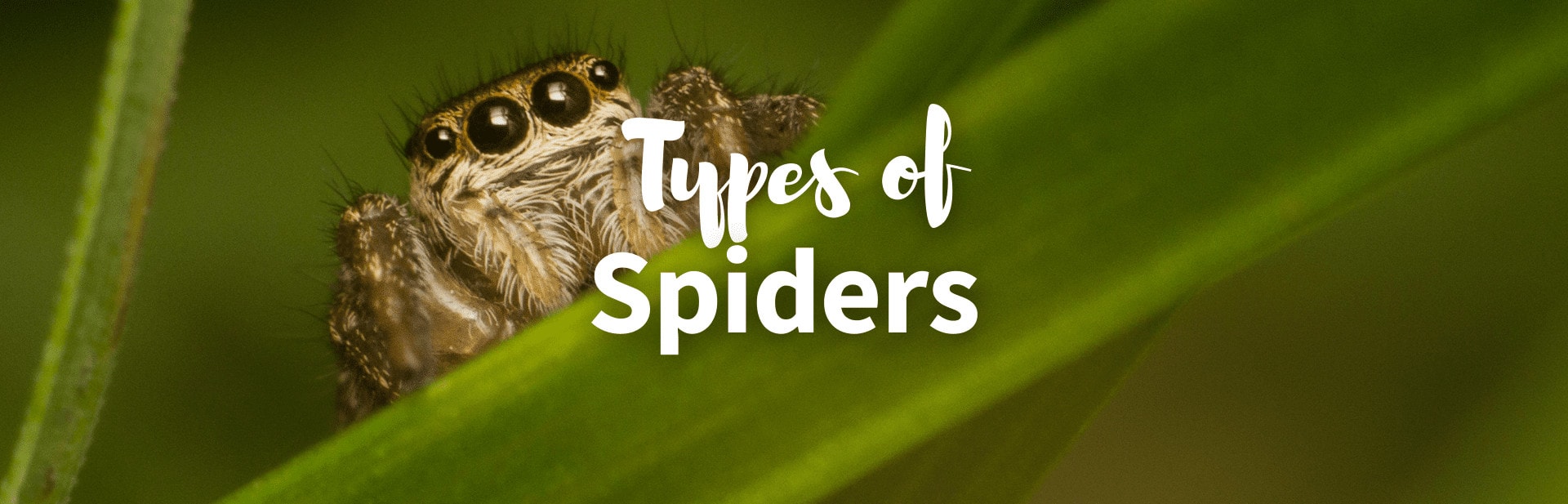 21 Different Types of Spiders and Where You’ll Find Them
