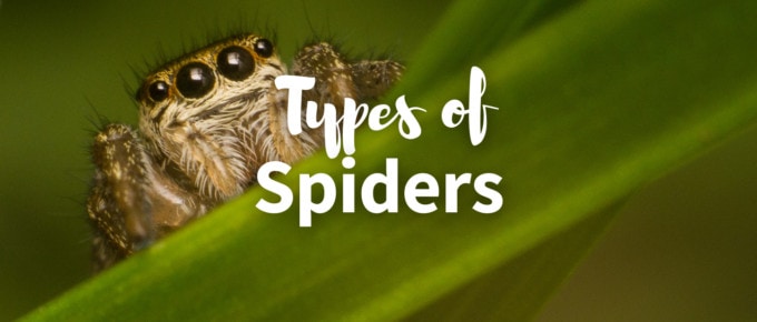 Types of Spiders featured photo