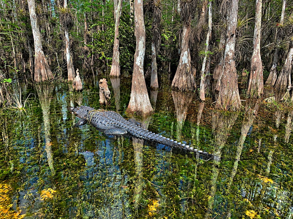 Big alligator in swamp