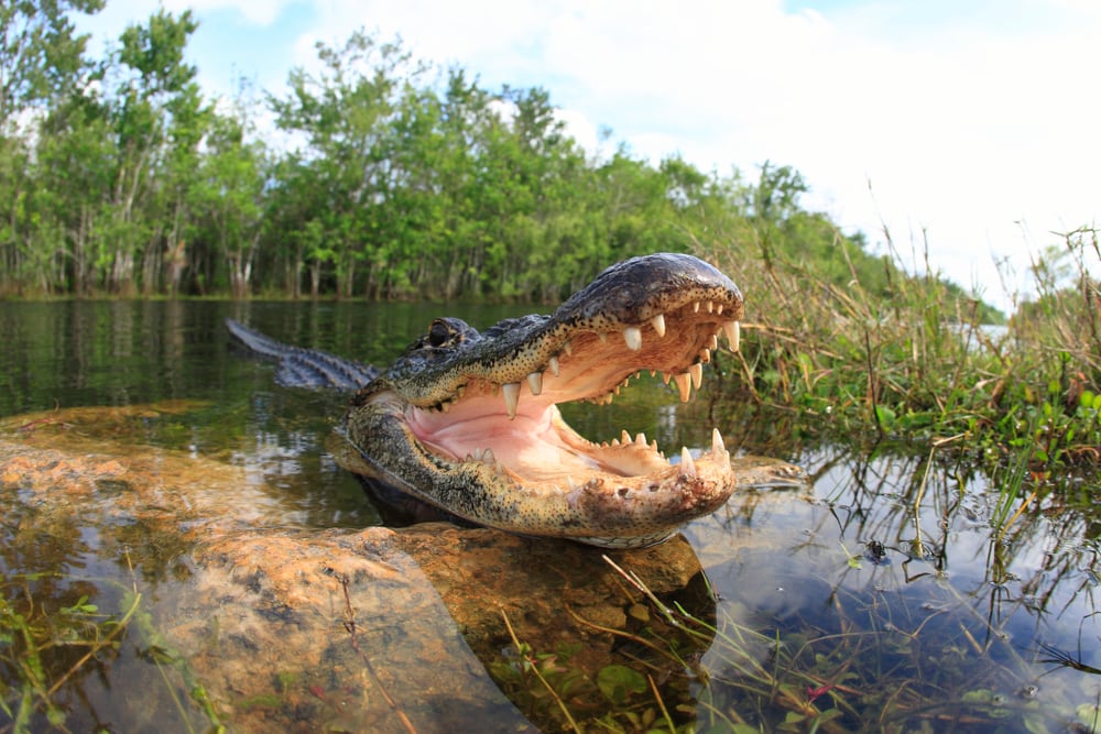 Huge mouth from a large alligator in florida 