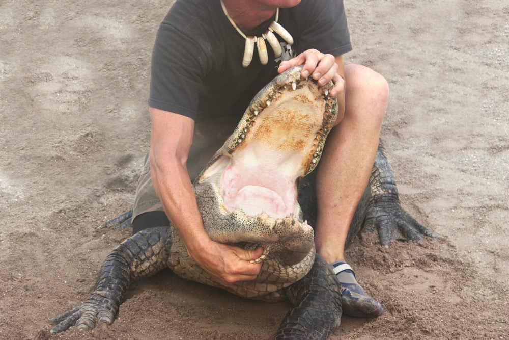 Human forcing to open alligator's mouth
