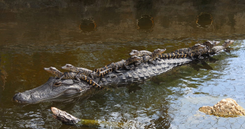 giant alligator carrying baby alligators in the lake